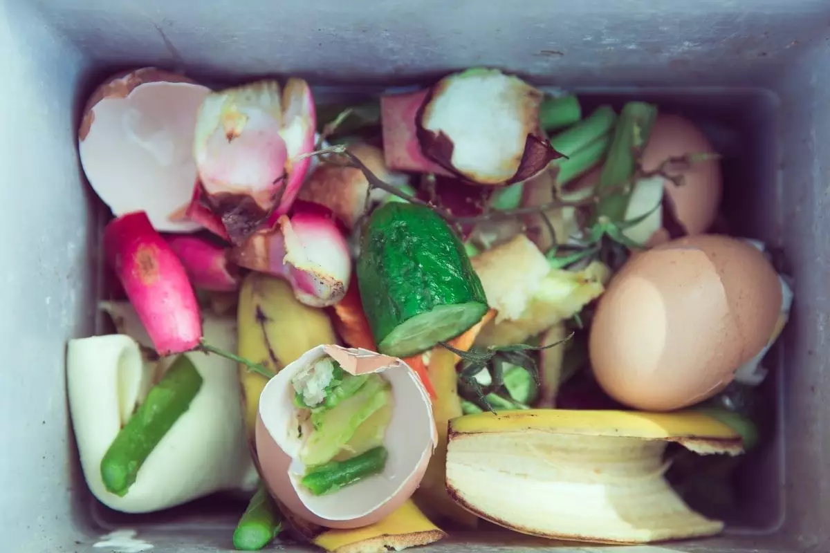 Adubo caseiro - Reprodução Canva