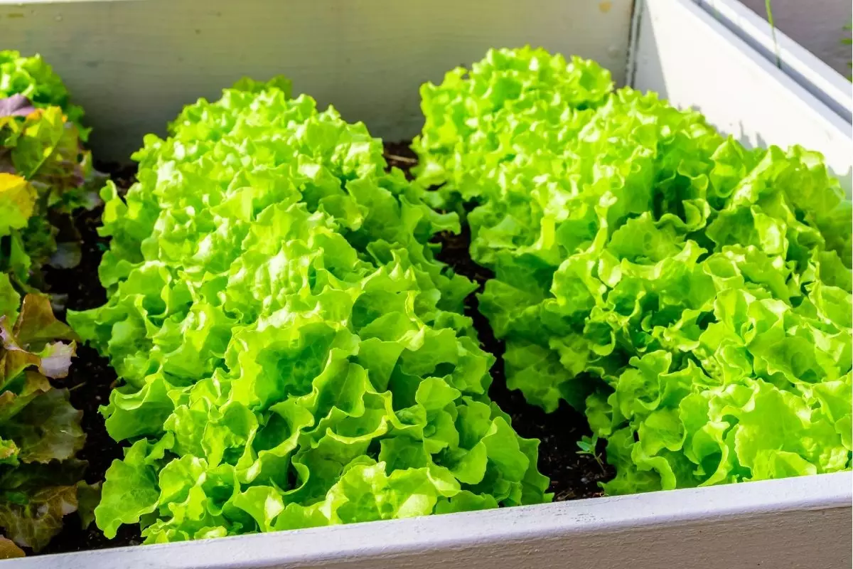 Alface: como fazer uma mini horta de forma simples e fácil. Aprenda agora — Reprodução do Canva.