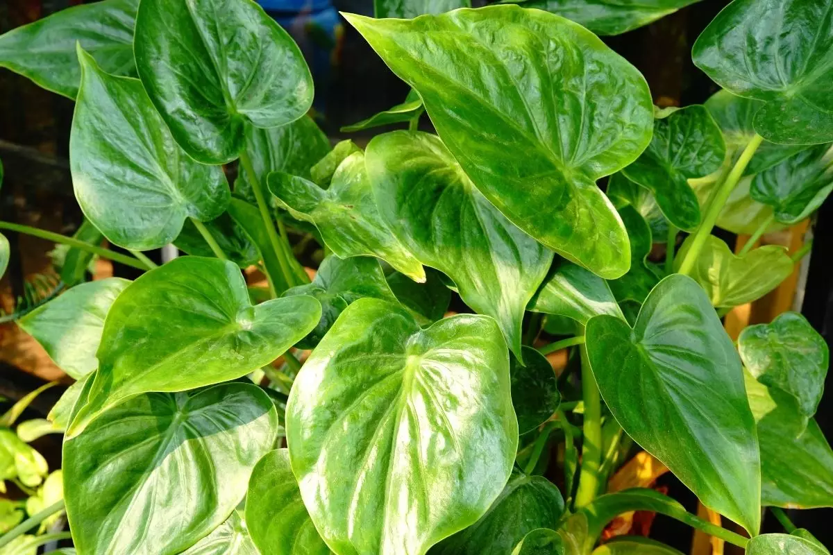 Alocásia cuculatta ou coração-de-boi dicas para essa planta ornamental - Reprodução canva