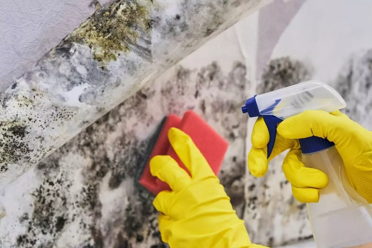 Antimofo caseiro - Reprodução Canva