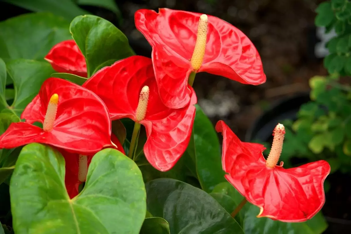 Antúrio descubra como cuidar dessa planta em casa - reprodução Canva