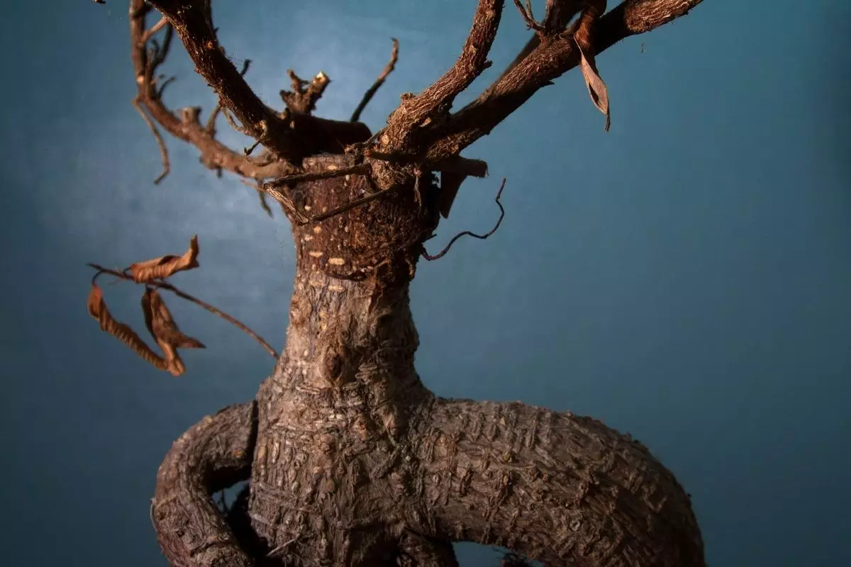 Apodrecimento de raízes: descubra as causas desse problema nas plantas