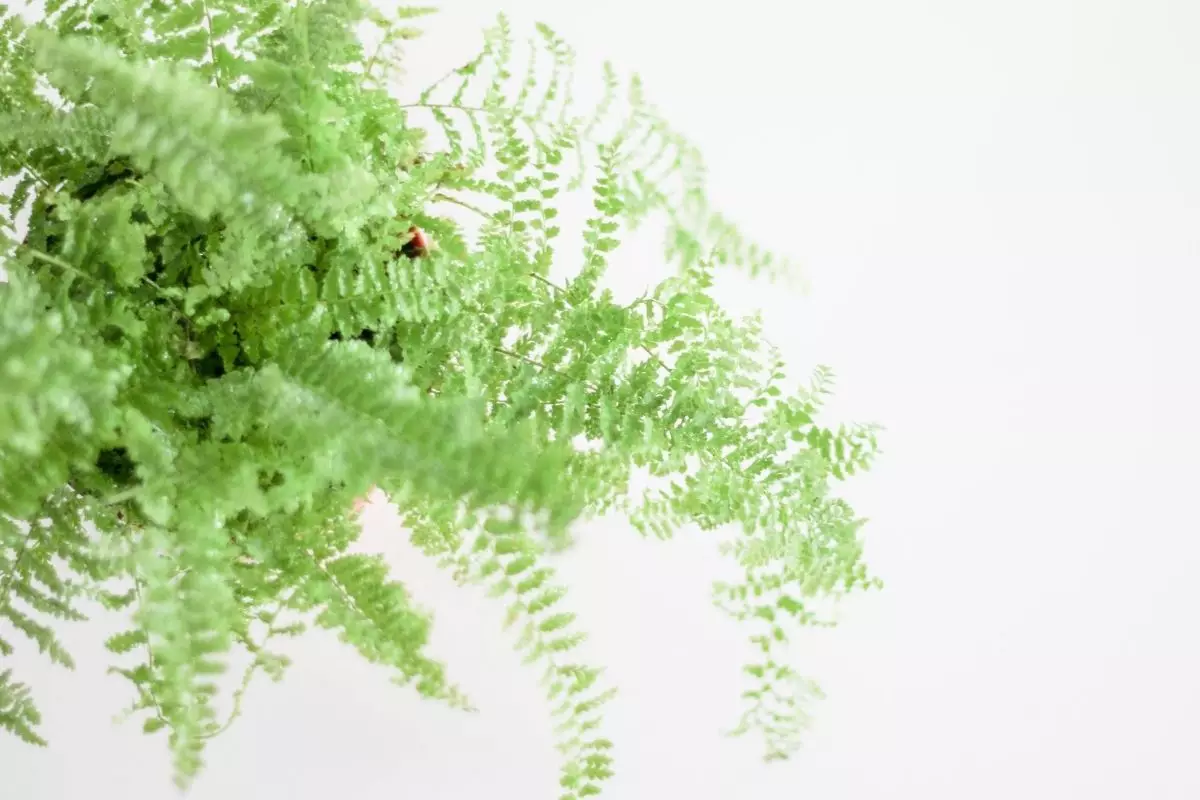 Aprenda a cuidar da sua Samambaia dentro de casa; Confira mais