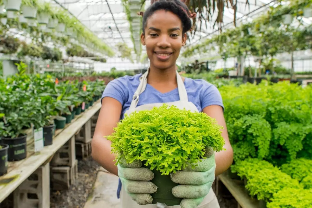 Aprenda a escolher plantas saudáveis com essas dicas confira - Reprodução Canva