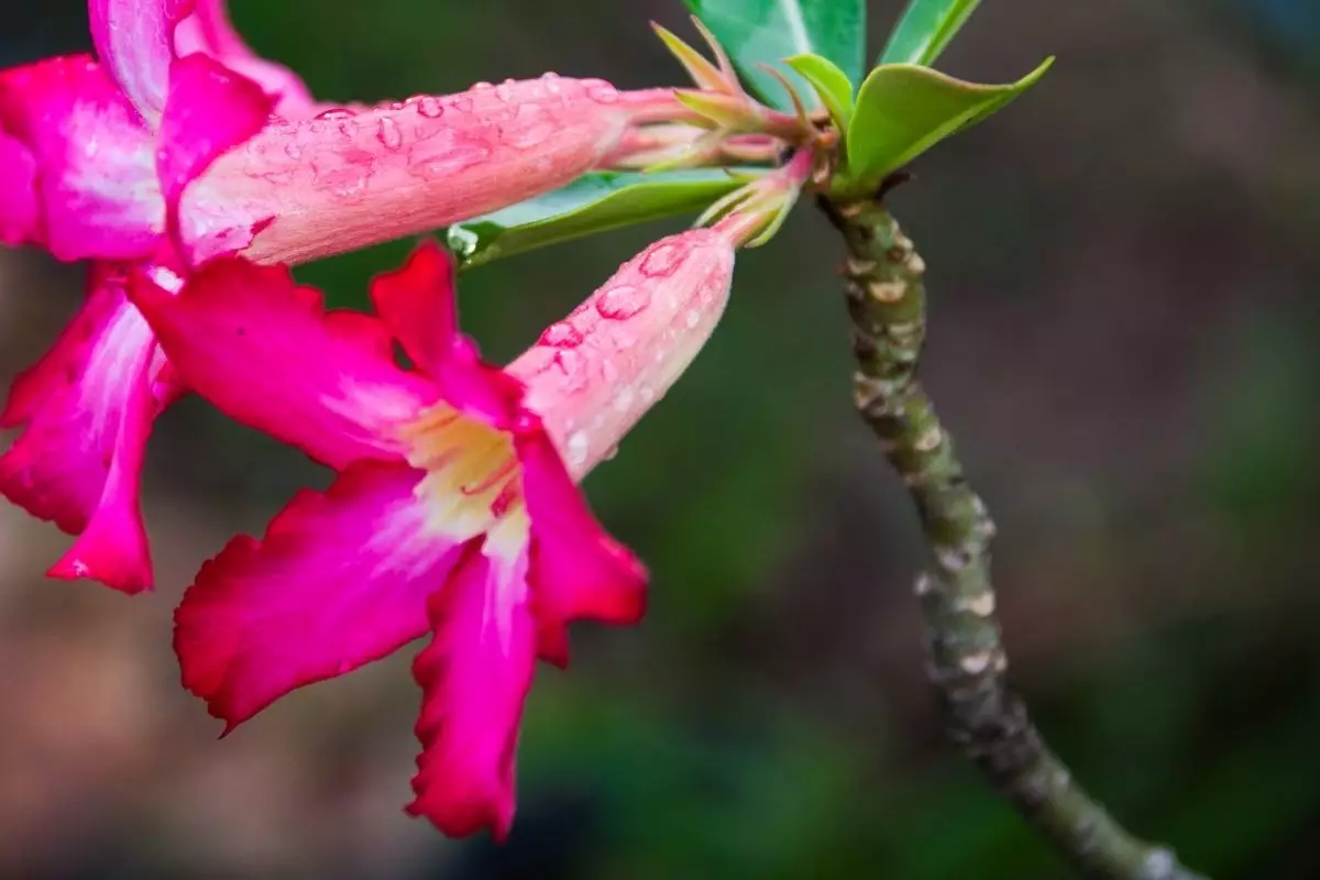 Aprenda a podar a rosa do deserto estiolada quando só um ramo cresce - by Canva