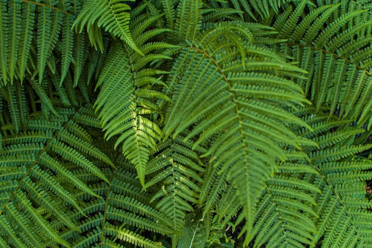 Aprenda como cuidar da sua Samambaia em casa - reprodução Canva