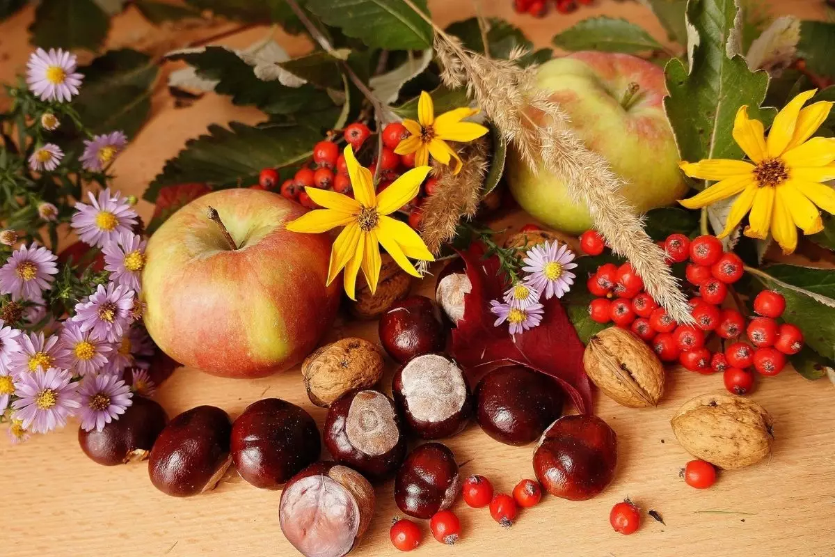 Aumentar a produção de frutos das suas árvores ou plantas frutíferas: saiba como