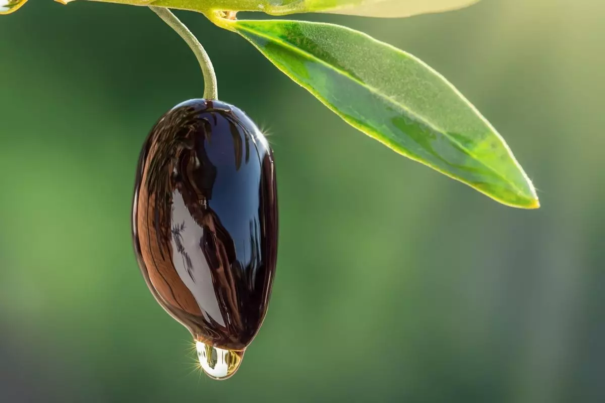 Azeite de oliva extravirgem alimento ou remédio Conheça os benefícios desse óleo - Reprodução Canva