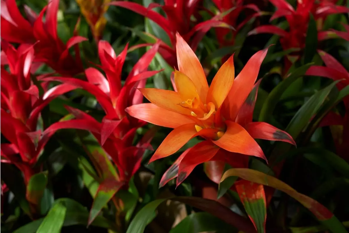 Bromélias - reprodução Canva