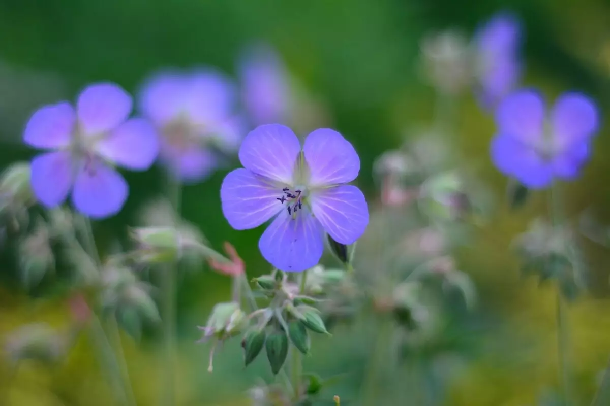 Brovália: veja dicas excelentes para deixar essa herbácea americana perfeita - Fonte Canva