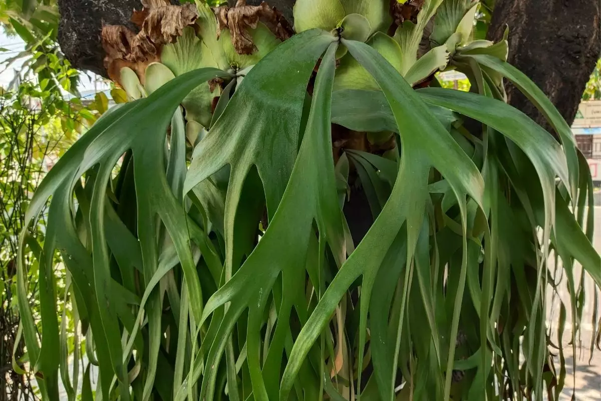 Chifre de veado: dicas de cultivo para essa planta diferente