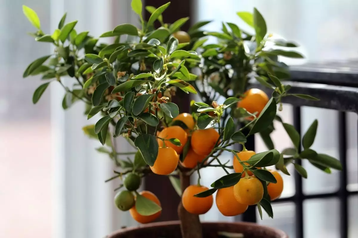 Como cultivar mudas de frutíferas dentro do apartamento Guia de cultivo - Reprodução Canva