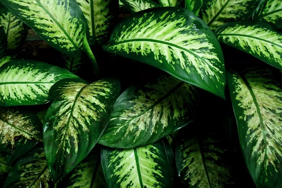 Como plantar Comigo-ninguém-pode: veja a maneira mais fácil de cultivar essa planta