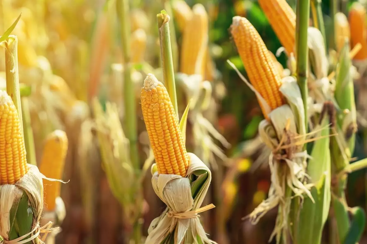 Como plantar milho - Reprodução Canva