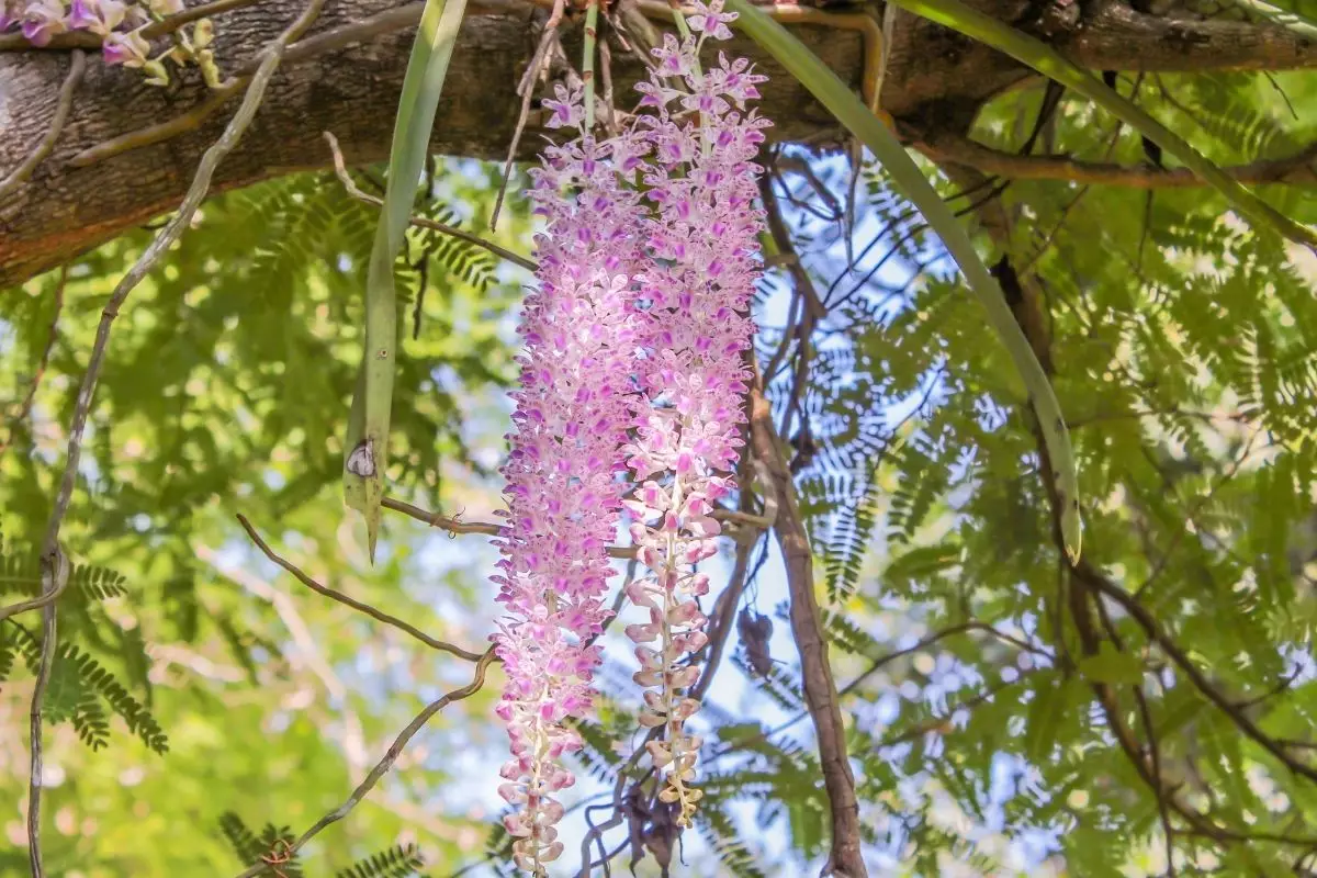 Como prender suas orquídeas em árvore usando apenas esfagno e barbante - Reprodução Canva (1)