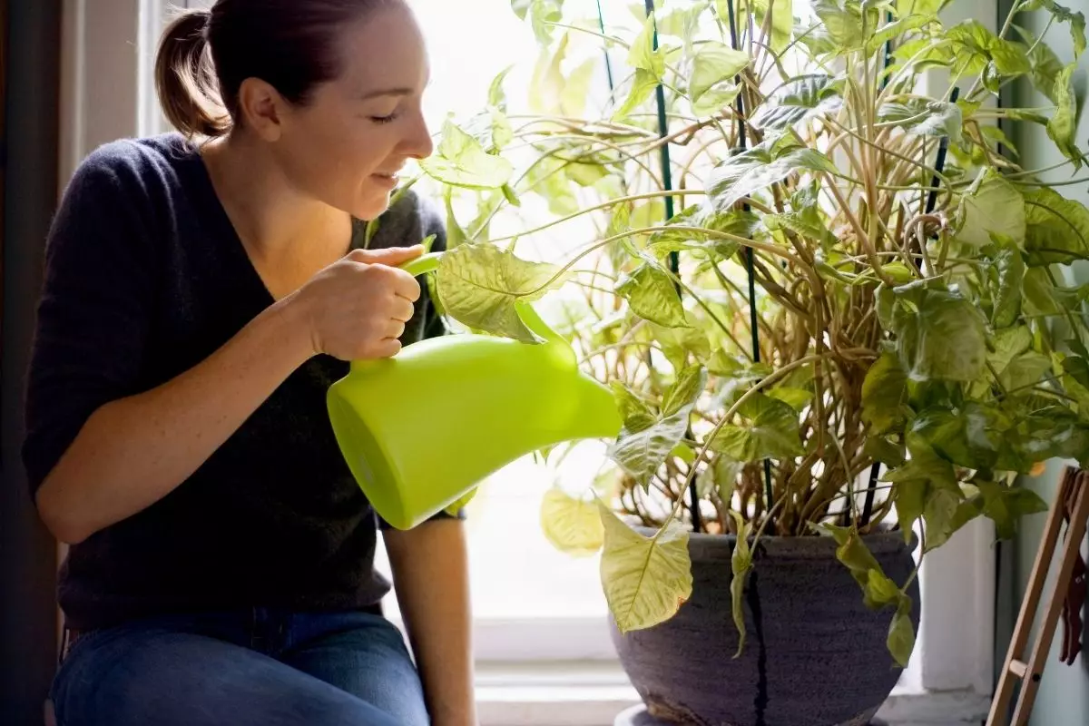 Como saber quando regar as plantas? Descubra agora o momento certo