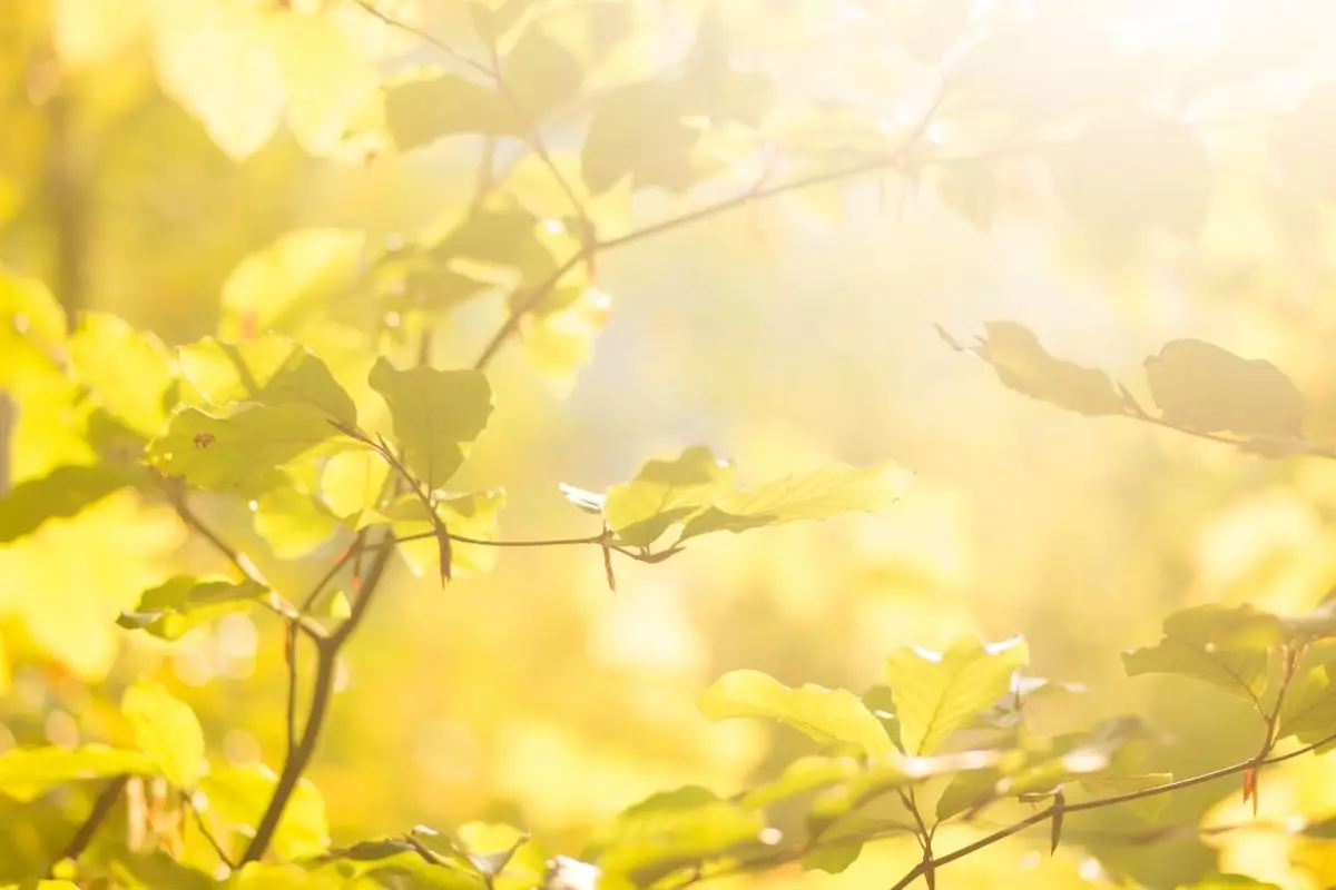 Conheça as plantas famosas por atrair boas energias para o lar - Reprodução Canva