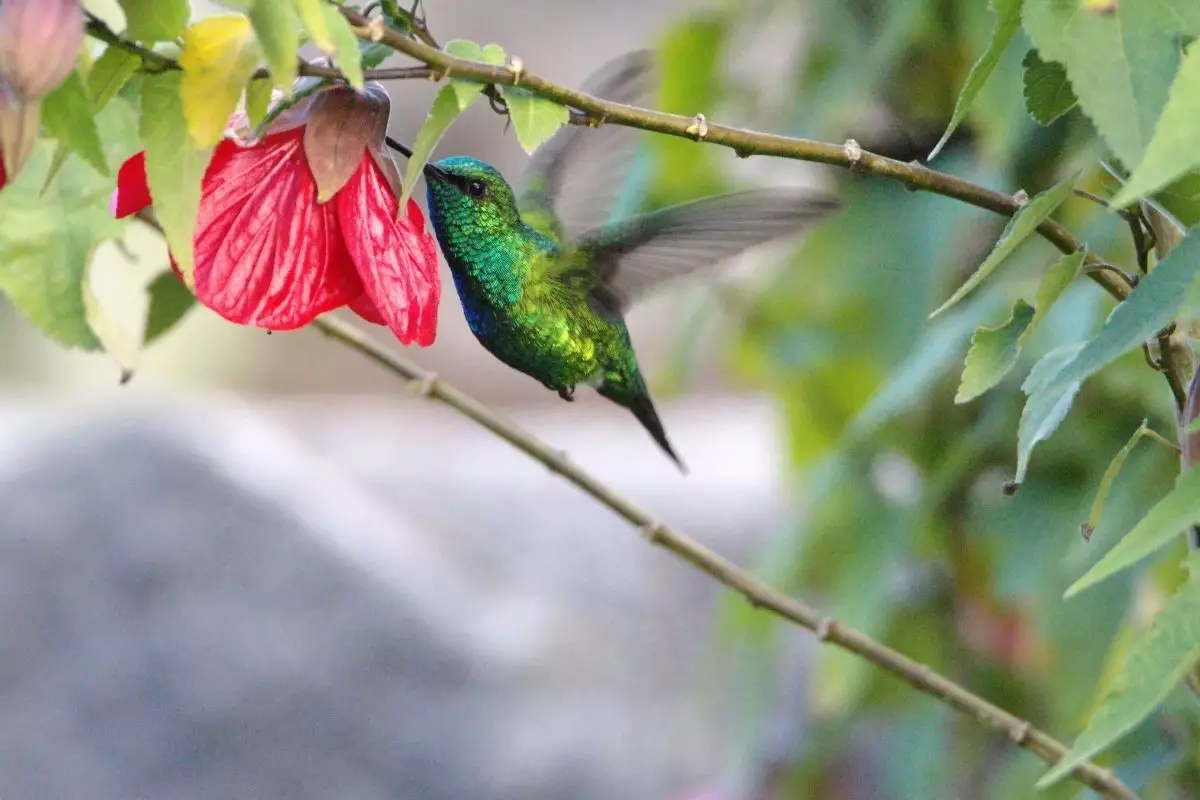 Conheça o Hibisco Colibri uma linda planta ornamental pouco conhecida - Reprodução Canva (1)