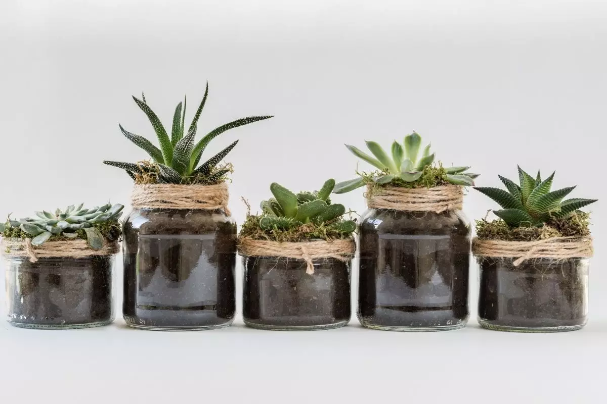 Descubra os 3 segredos para criar com sucesso plantas suculentas - reprodução Canva