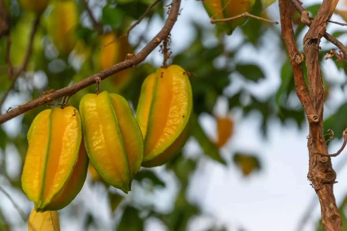 Conheça os benefícios da carambola, essa fruta tão exótica - reprodução: Canva