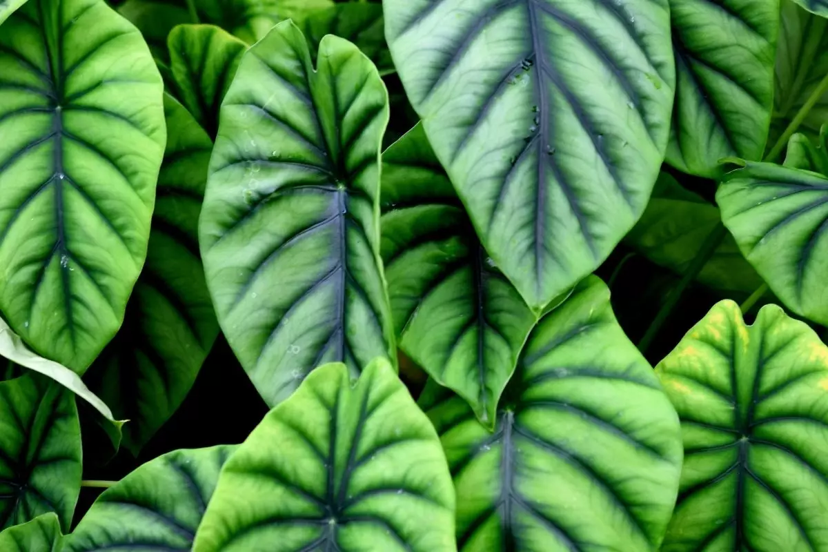 Pulmão-de-aço: conheças as curiosidades dessa planta; Saiba mais