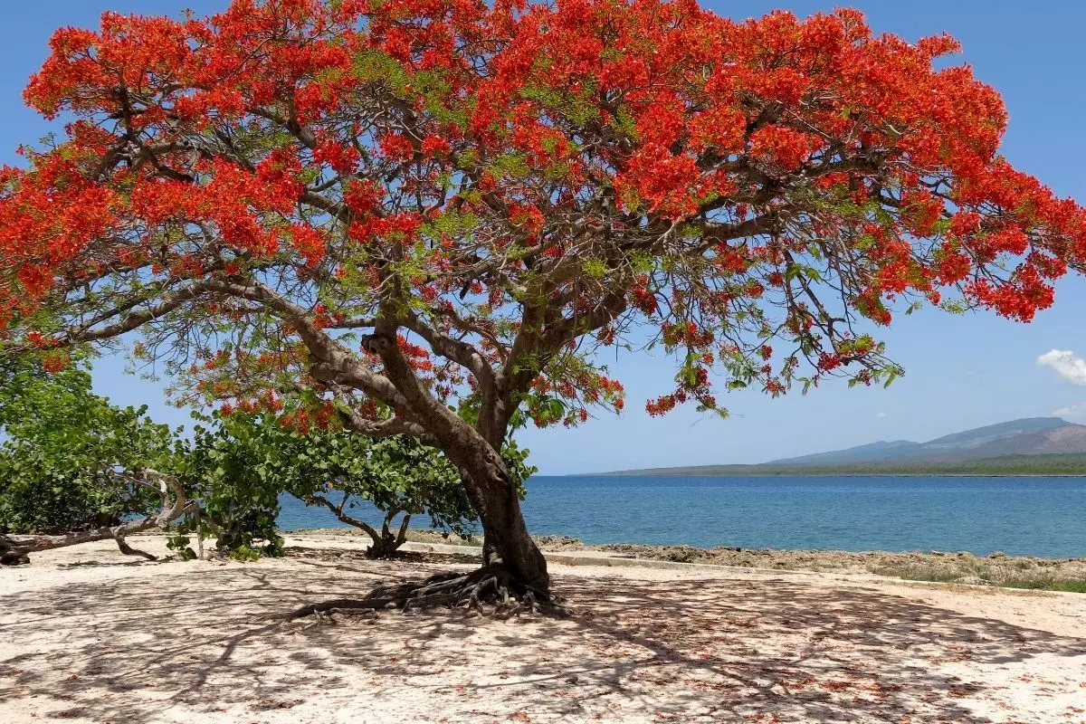 Flamboyant: saiba todas as curiosidades dessa árvore bonita, porém exótica - reprodução: Canva