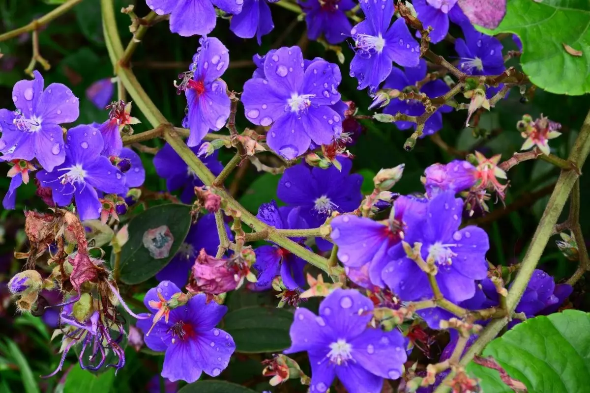 Saiba como fazer a quaresmeira crescer forte e saudável - reprodução: Canva