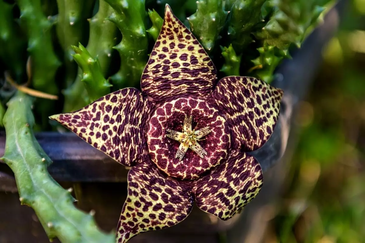 Órbea: conheça as curiosidades do plantio dessa espécie - reprodução: Canva