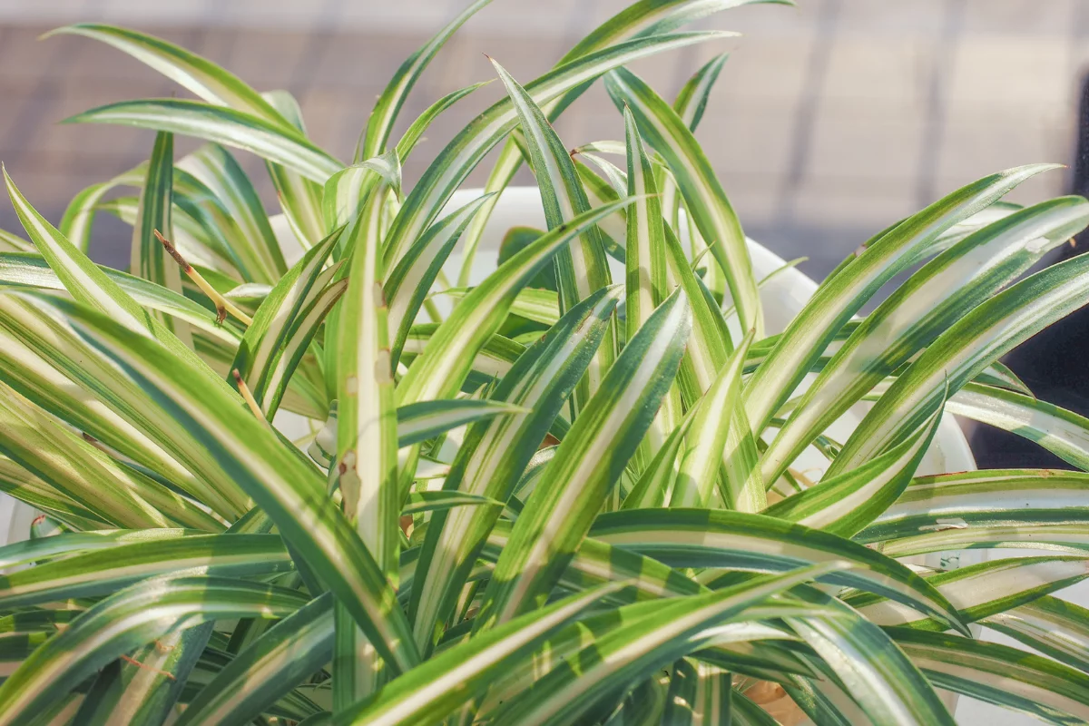 Clorofito: conheça e cultive essa planta de folhas e charme longos (Canva/Reprodução)