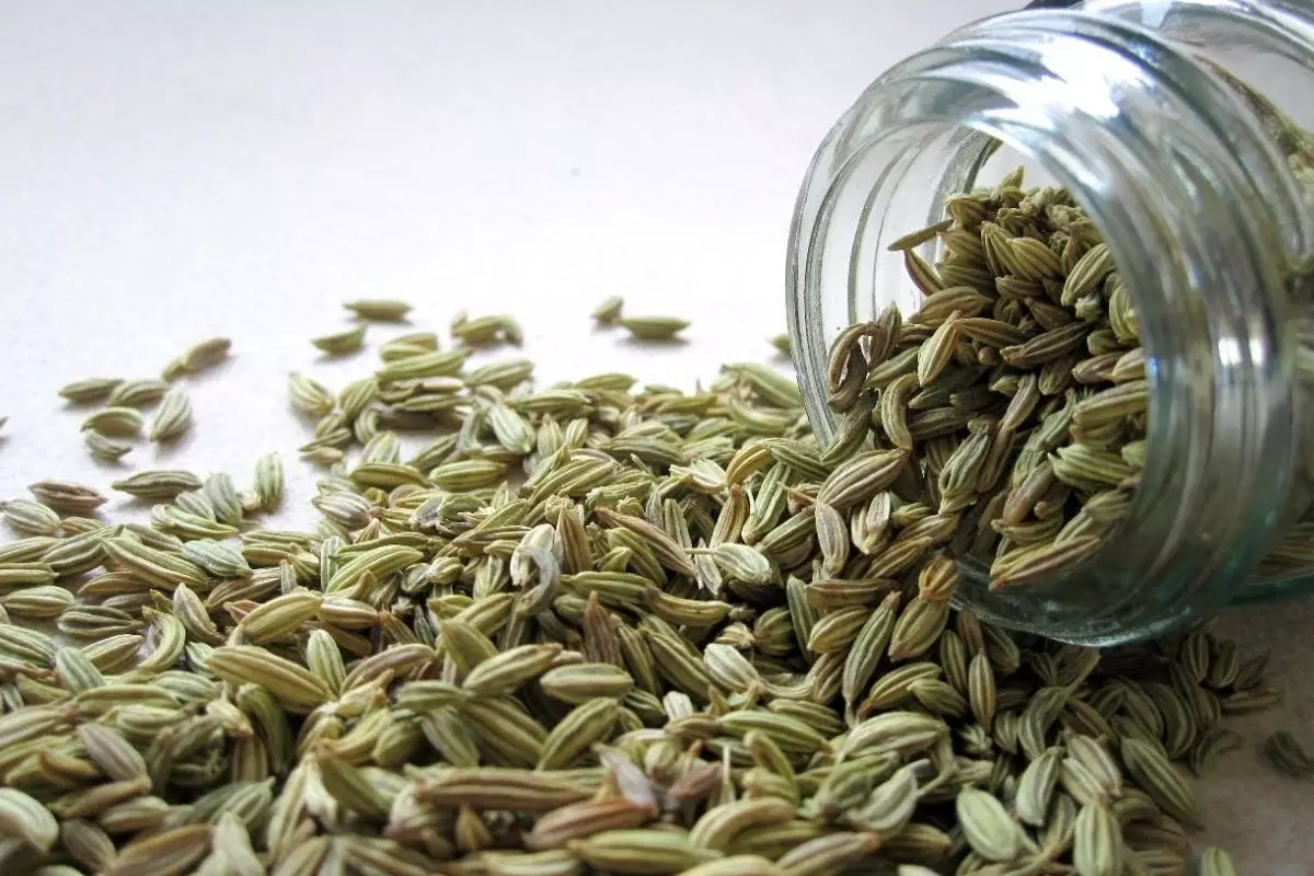 Funcho: aprenda como cultivar essa planta - reprodução: Canva