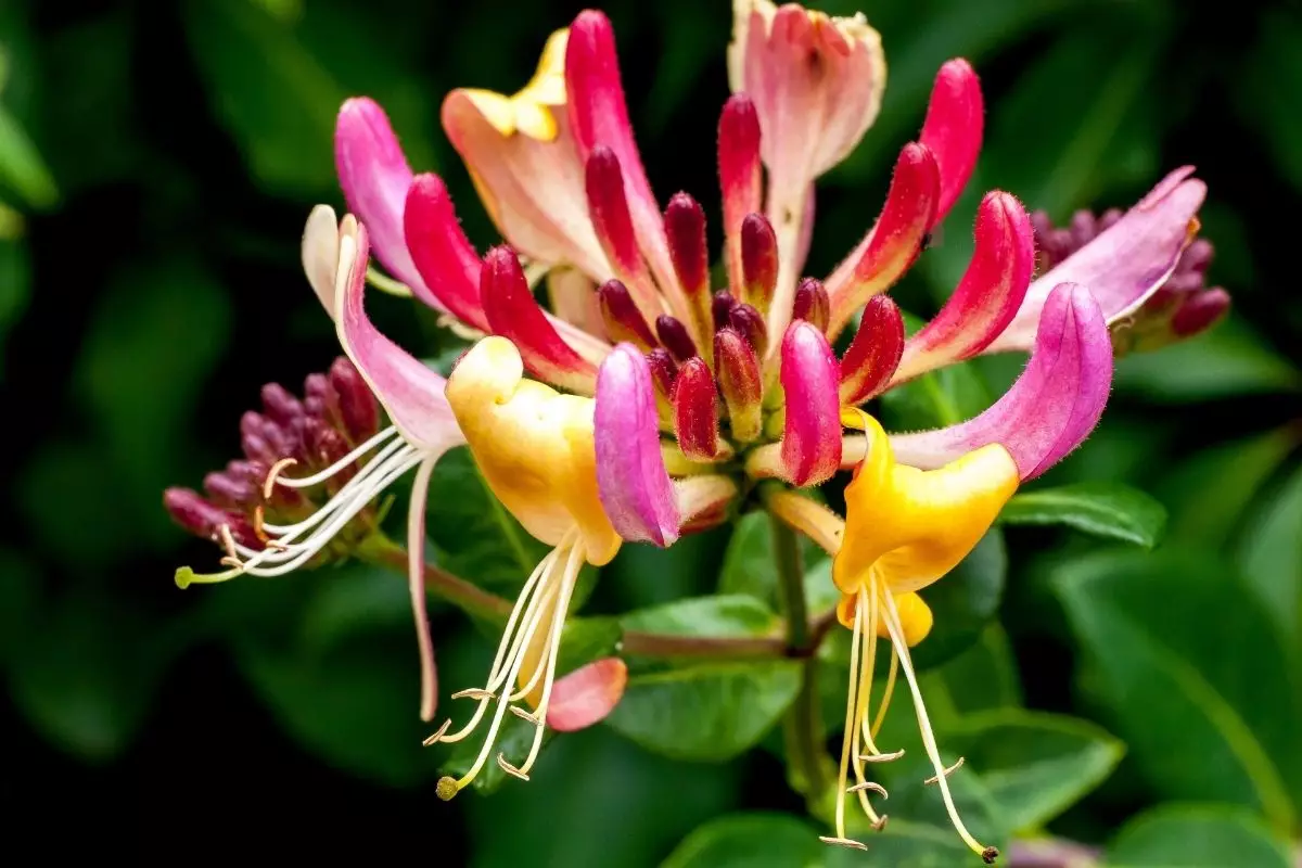 Madressilva: conheça as curiosidades dessa espécie de planta - reprodução: Canva