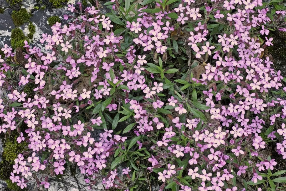 Véu-de-noiva: conheça essa planta tão charmosa e delicada - reprodução: Canva