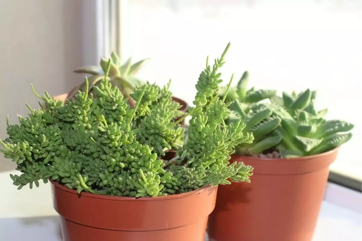 Ripsális: descubra como cuidar dessa planta - reprodução: Canva