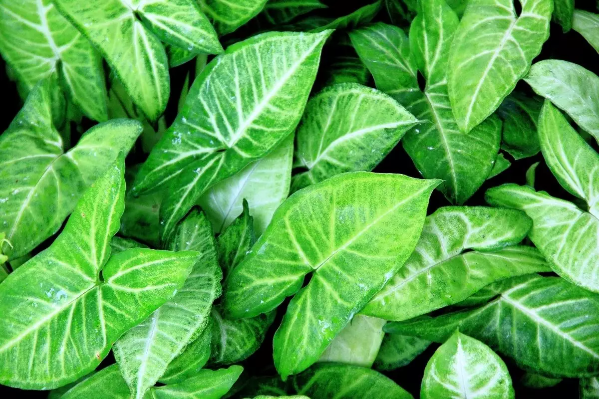 Singônio: conheça essa planta que é muito comum no Brasil; - reprodução: Canva