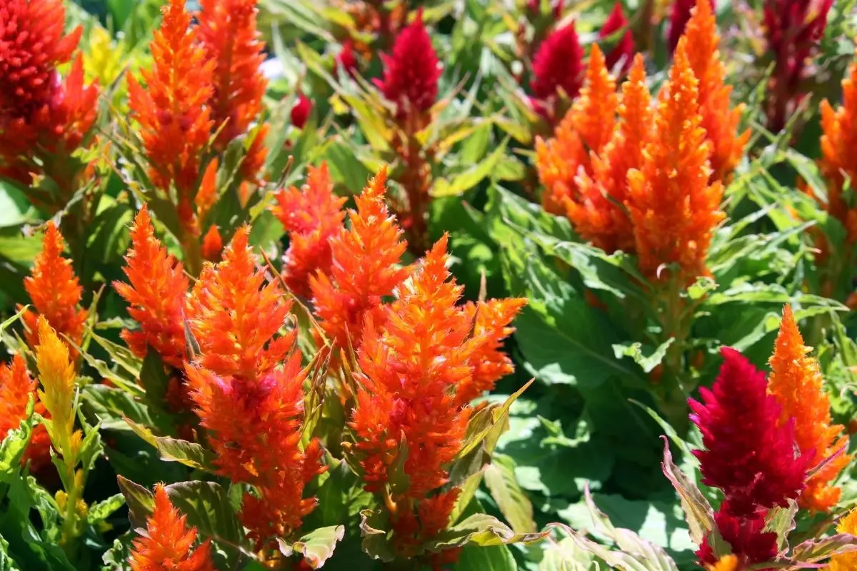 Pluma: conheça a delicadeza dessa espécie de planta - reprodução: Canva