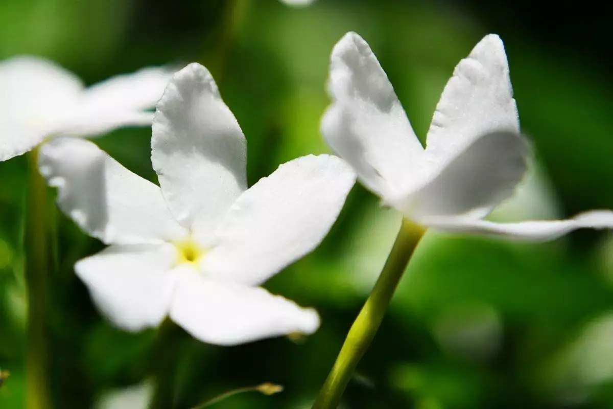 Jasmim: saiba qual tipo de planta escolher para sua decoração - reprodução: Canva