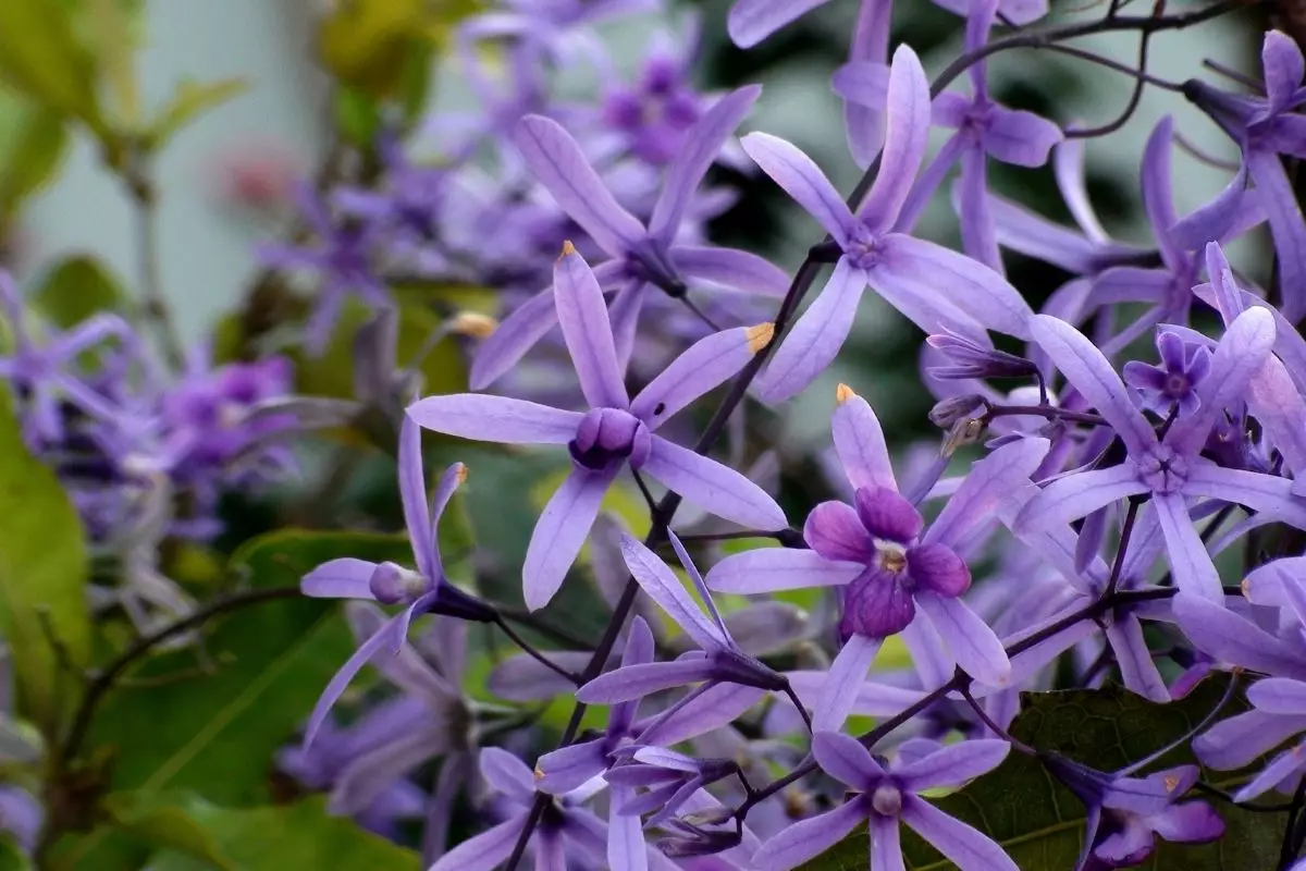 Viuvinha: conheça essa linda espécie de flores arroxeadas - reprodução: Canva