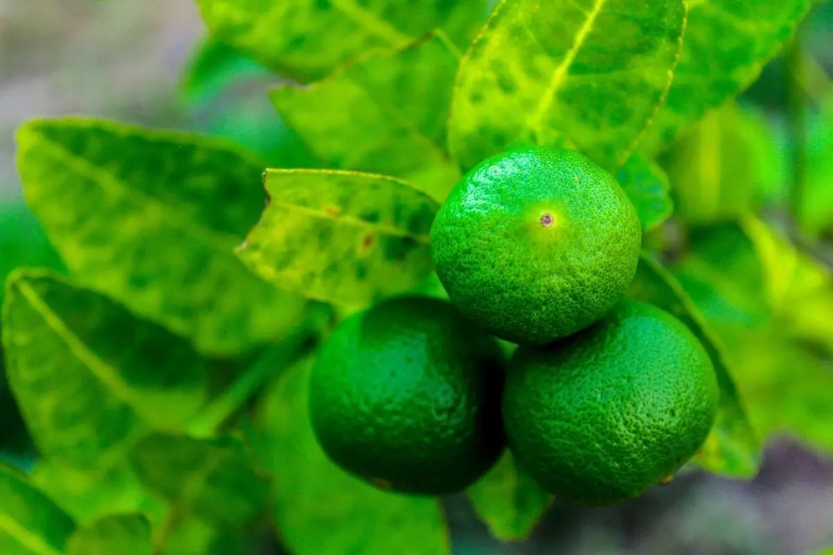 Plantar limão em xícara (Canva/Reprodução)