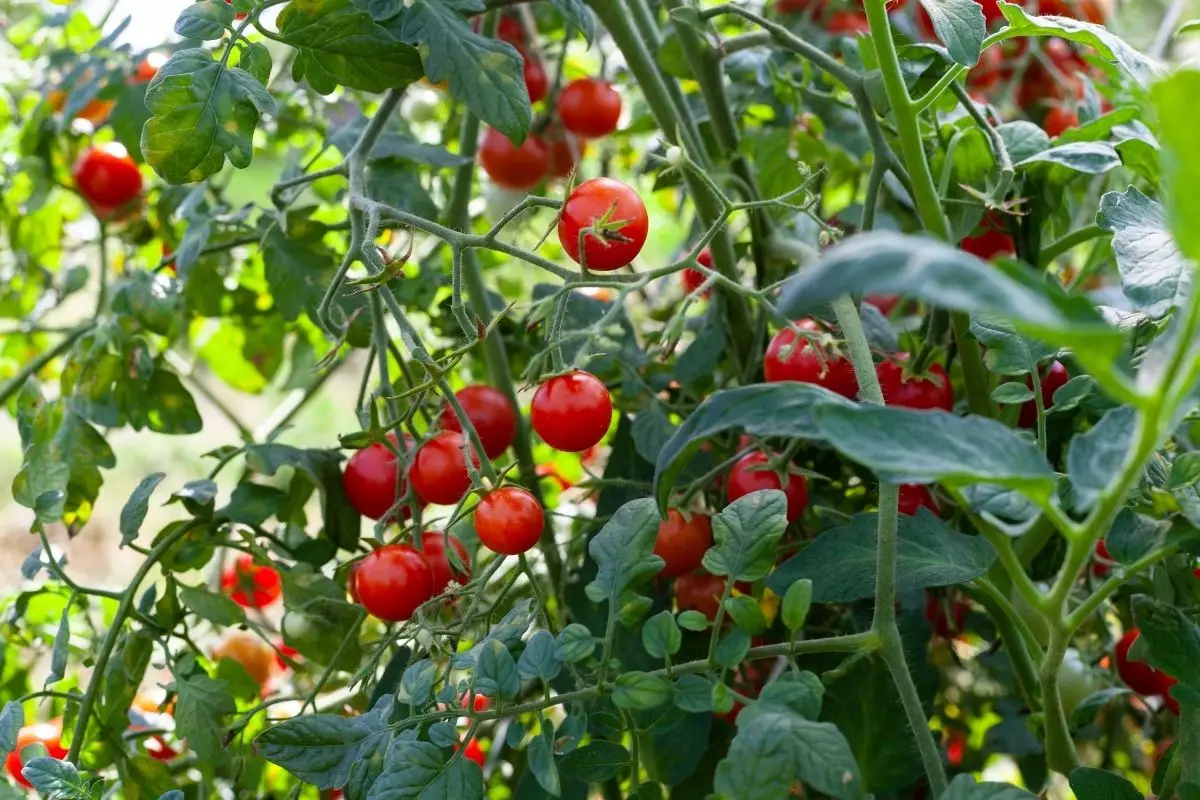 Tomate-cereja (Canva/Reprodução)