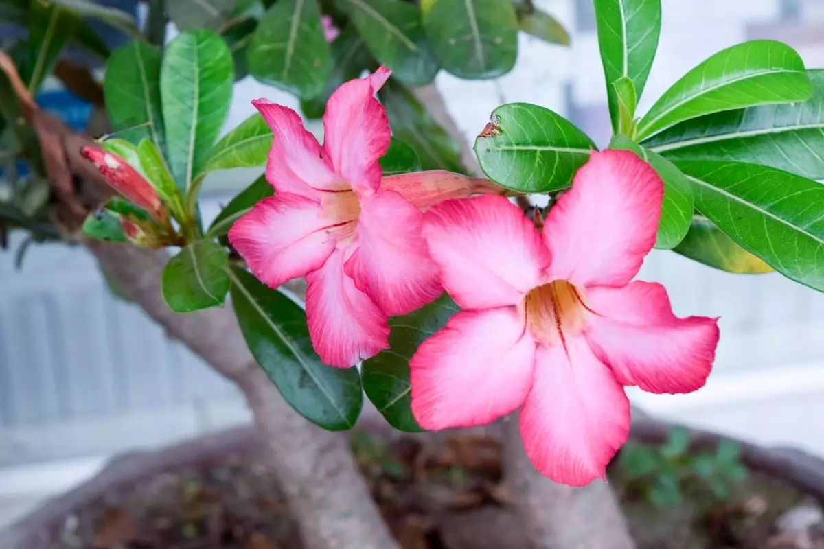 Rosa-do-deserto: linda, exótica e perigosa; aprenda a plantar essa bela flor