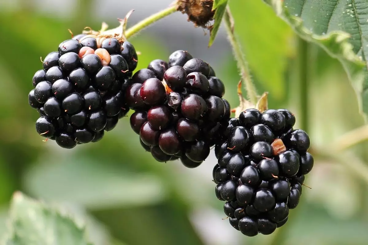 Plantar amora com galho é mais simples e mais rápido do que com semente. E o melhor: em 2 meses você já terá suas frutinhas. Aprenda hoje! - Canva - Reprodução