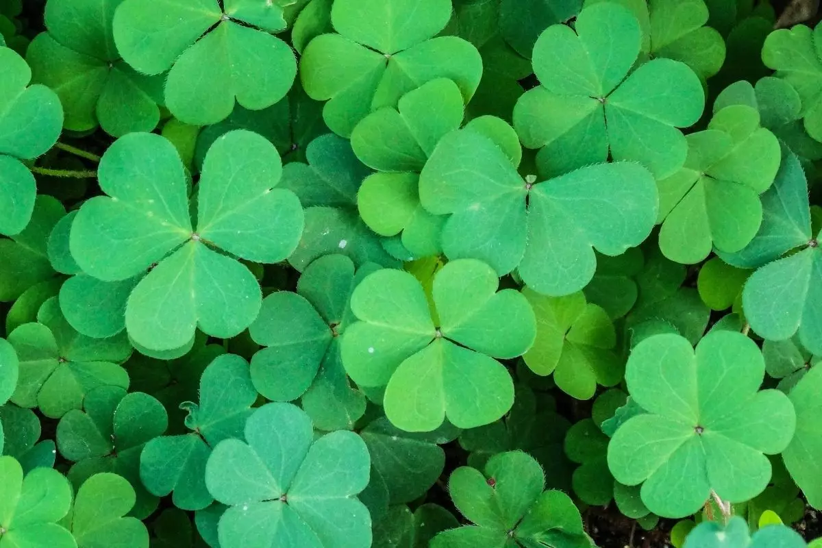 Trevo: saiba mais sobre as curiosidades dessas plantas e do seu cultivo - reprodução: Canva