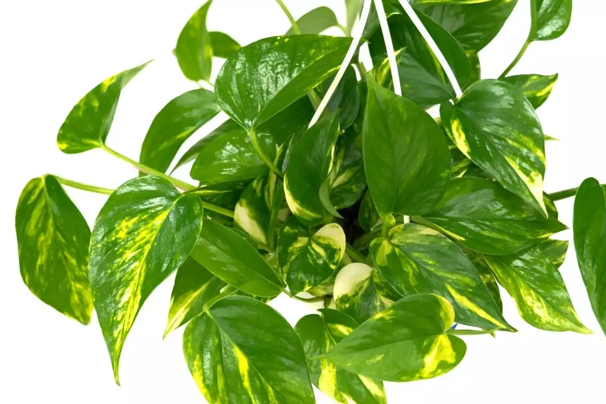 Potos-cetim: conheça as curiosidades sobre essa espécie - reprodução: Canva