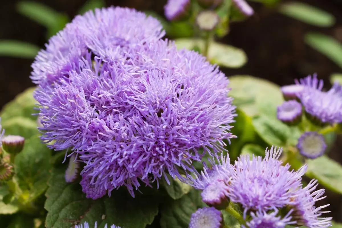 Agerato: conheça essa espécie de planta tão charmosa - reprodução: CANVA