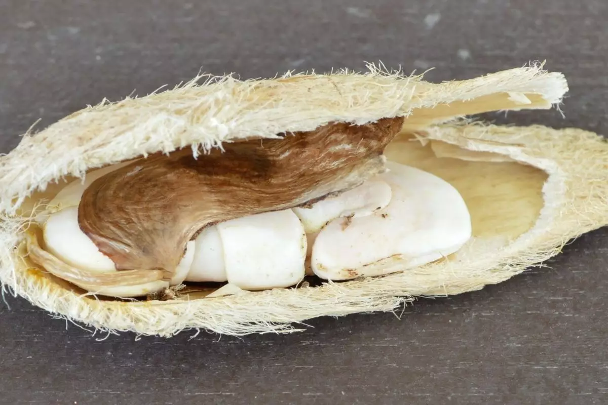 Plante manga mais rápido usando essa técnica de abertura do caroço - Reprodução Canva