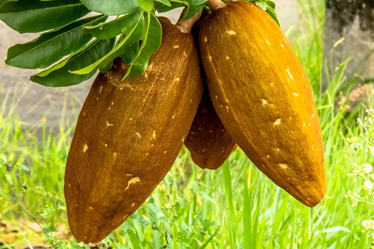 Monguba: como plantar o fruto-tendência de 2022 no seu jardim (Canva/Reprodução)