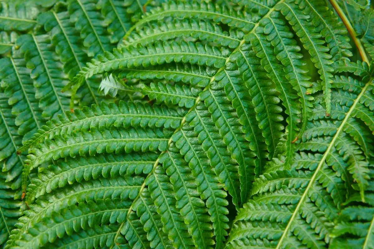 Renda-portuguesa: aprenda os cuidados básicos dessa bela samambaia (Canva/Reprodução)