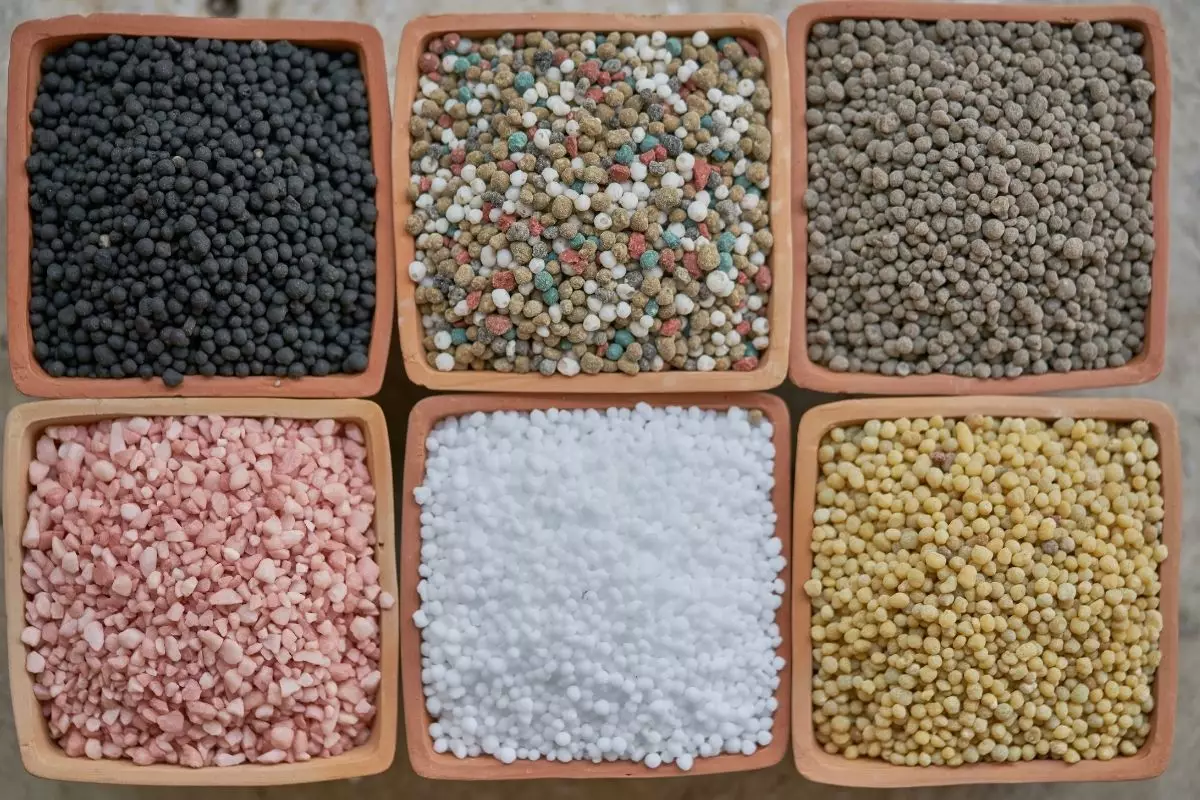 Quais são os melhores tipos de adubos? Aprenda a usar agora - reprodução: Canva