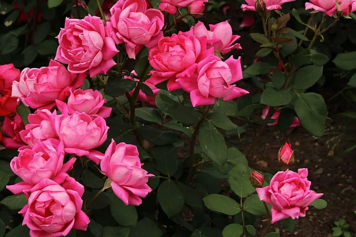 Roseira: aprenda como cuidar da sua do melhor jeito possível - reprodução: Canva