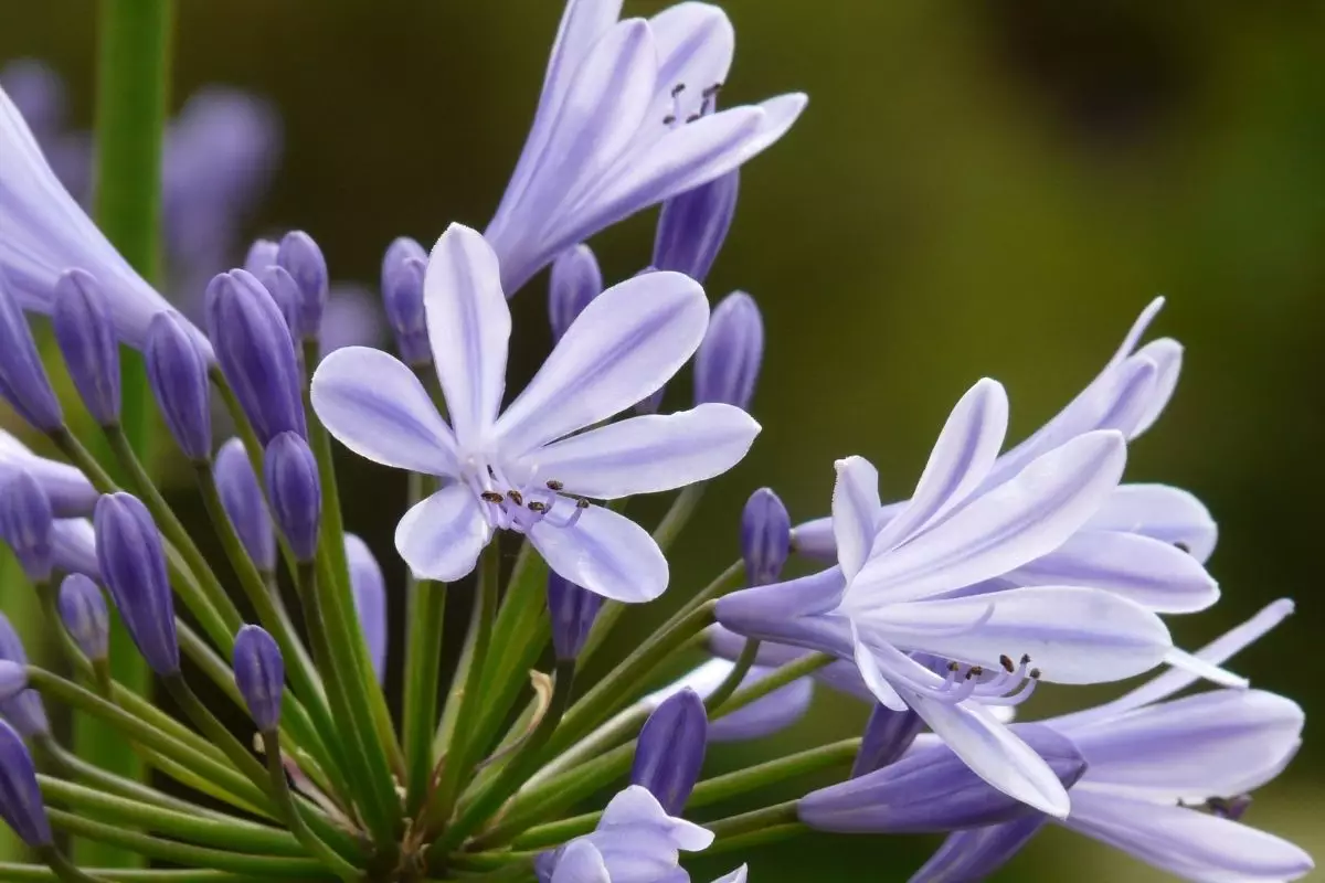 Agapanto: conheça essa espécie linda e saiba como cuidar; Confira mais